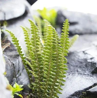 《河洛群侠传》玉龙雪莲花攻略（寻找神秘的花朵）