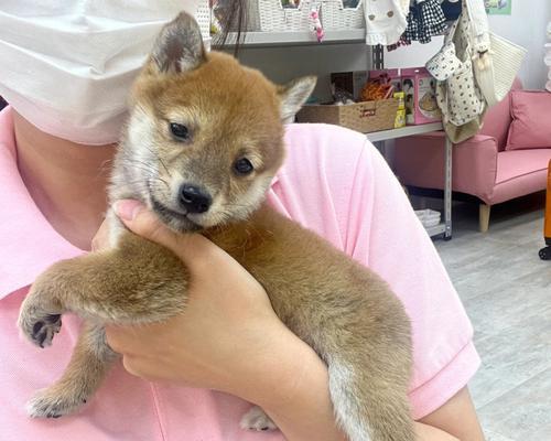 探秘原神柴犬的获得方式与鉴赏之道（破解原神柴犬获得方法）